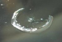 Ремонт сколов на лобовом стекле